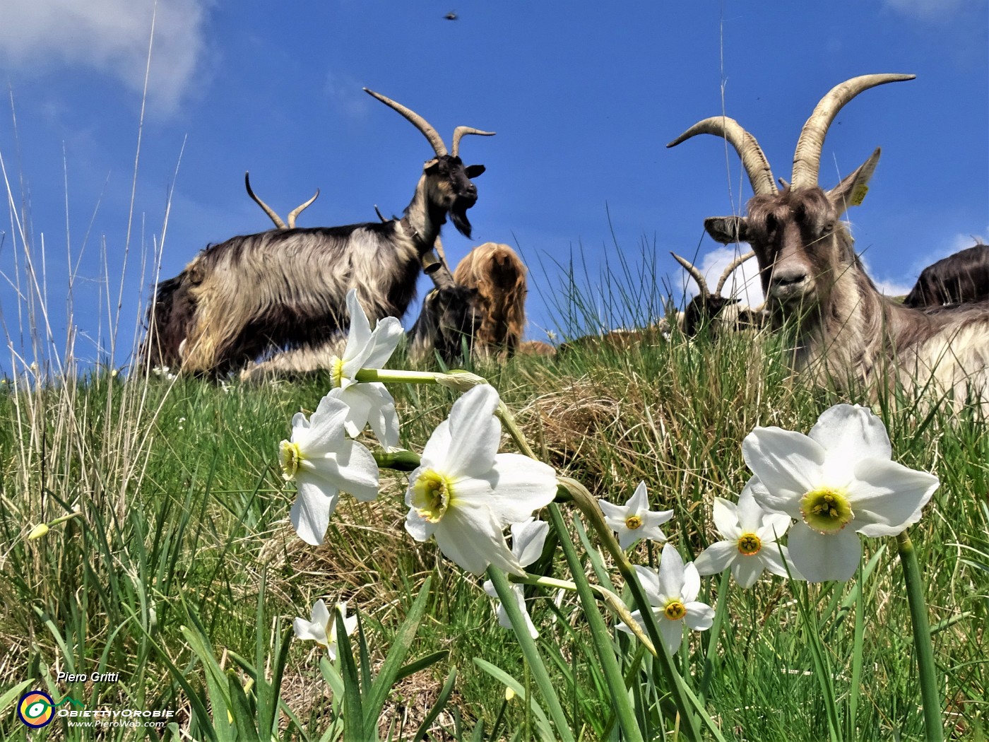 49 Anche le capre orobiche baciate dal sole tra i narcisi.JPG